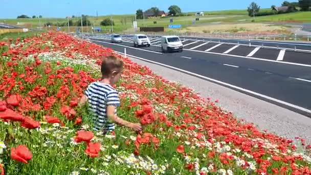 Chłopiec opcji kwiat maku na autostradzie — Wideo stockowe