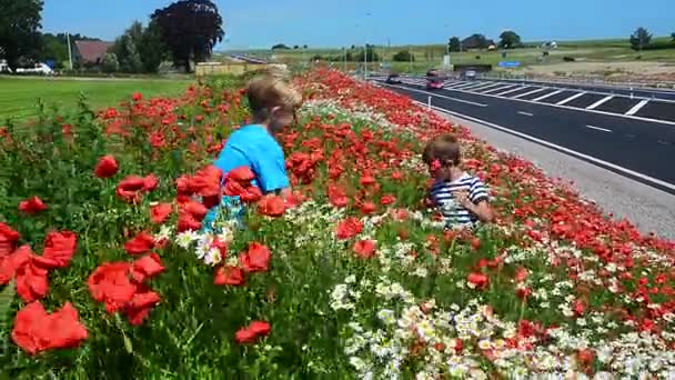 Kluk vybere makový květ na dálnici — Stock video
