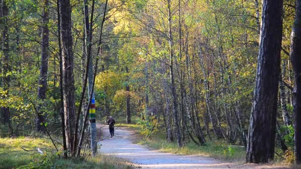 赛跑者在一个秋天的彩色树林 — 图库视频影像