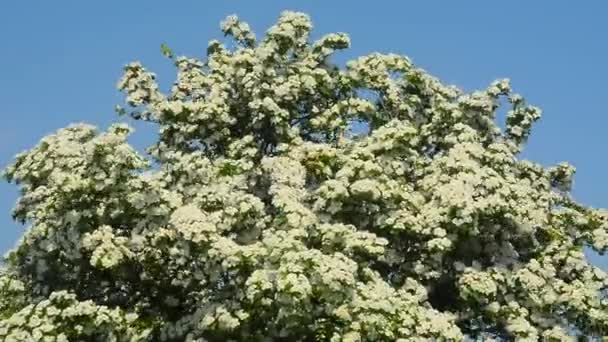 Hawthorn kwitnienia w Scania, Szwecja — Wideo stockowe