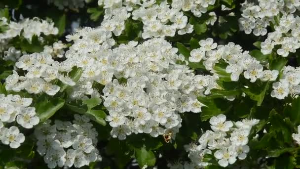 Flowering hawthorn in Scania, Sweden — Stock Video