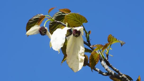 Lenço de árvore (Davidia involucrata) — Vídeo de Stock