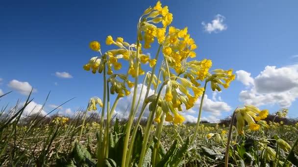 Deslizamiento de vaca (Primula veris ) — Vídeo de stock