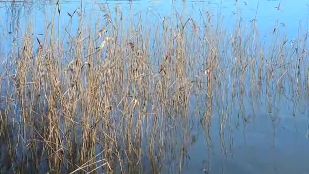 Caña seca en la superficie del agua — Vídeos de Stock