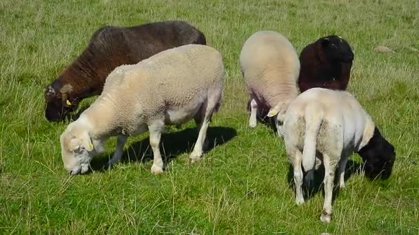 Годування овець в Kaseberga, Швеція — стокове відео