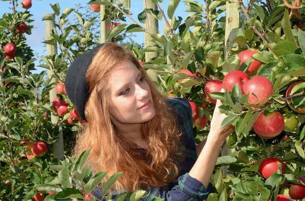 Apple harvesting by young woman Stock Picture