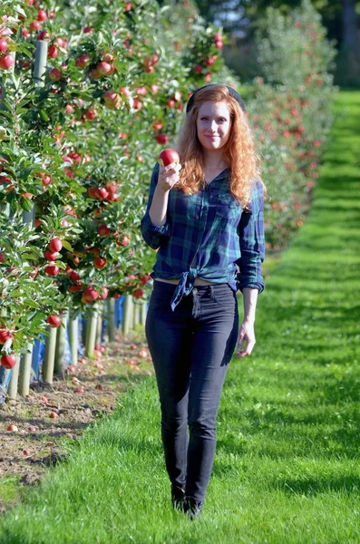 Apple harvesting by young woman Stock Photo