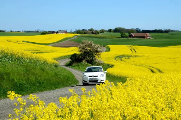 Paisagem em Scania, Suecia — Fotografia de Stock