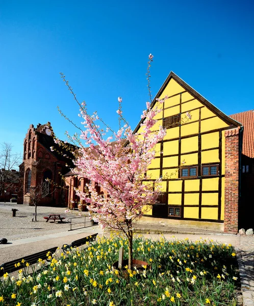Ystad, İskandinav, İsveç 'teki eski manastırın önünde çiçek açan kiraz (Prunus subhirtella' Autumnalis ')