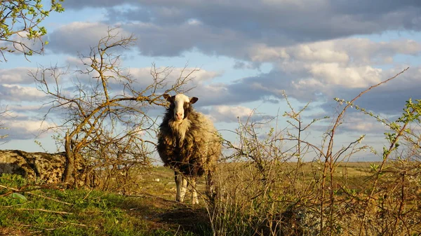 The king of the southern steppes, the home of the sheep — Stock Photo, Image