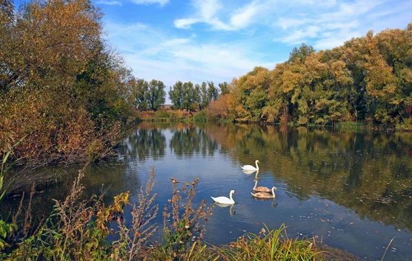 Familia Del Cisne Lago Región Vinnitsa Ucrania —  Fotos de Stock