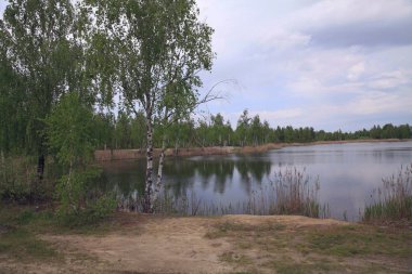 Küçük bir kırsal göl çevresindeki huş ağaçları, Vinnytsia bölgesi, Ukrayna