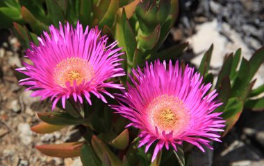 Bahar çiçekleri, Yunanistan, Bomo Calamos Plaj Oteli, Agii Apostoli, Attica  