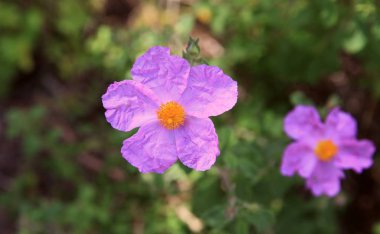 Bahar çiçekleri, Yunanistan, Bomo Calamos Plaj Oteli, Agii Apostoli, Attica  