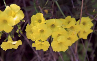 Bahar çiçekleri, Yunanistan, Bomo Calamos Plaj Oteli, Agii Apostoli, Attica  