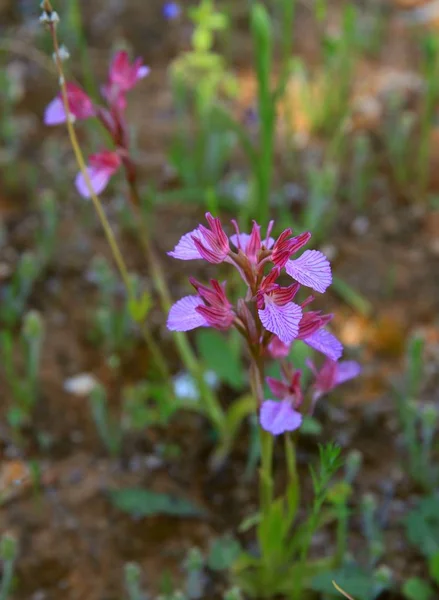 Spring Flowers Greece Bomo Calamos Beach Hotel Agii Apostoli Attica — Stock Photo, Image