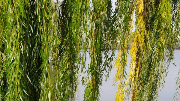 Trauerweide Über Dem See Dorf Tauschnoje Bezirk Gajworonski Gebiet Kirowograd — Stockfoto