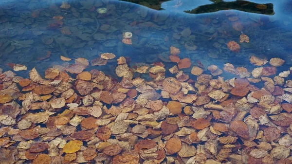 シネヴィル湖の秋 地域で最大かつ最も有名な山の湖ウクライナのカルパティアでは 上部テレブリ川に位置しています 鏡の面積は約7ヘクタール — ストック写真