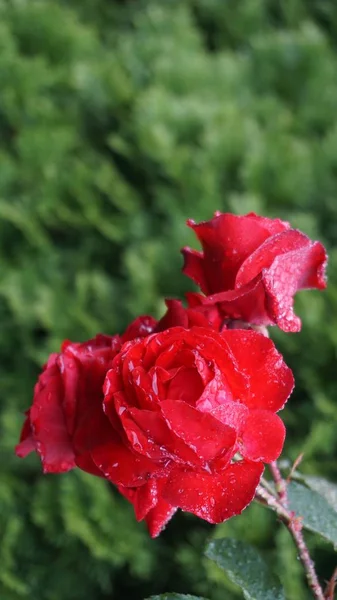 Early morning rose flower on a background of green bushes