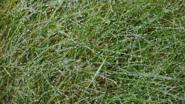 早朝に緑の草の上に露の滴 — ストック写真