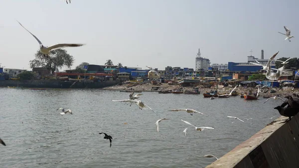 Aves Beira Mar Mumbai Bombaim Índia Vista Porto — Fotografia de Stock
