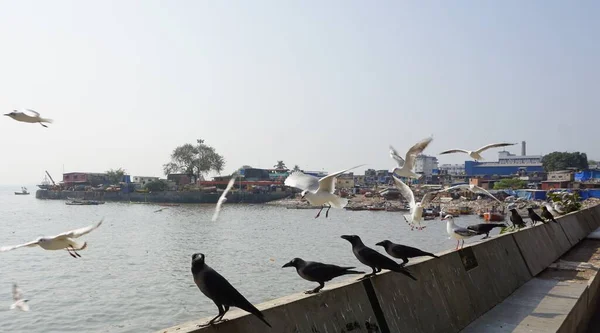 Fåglar Vid Vattnet Mumbai Bombay Indien Utsikt Över Hamnen — Stockfoto