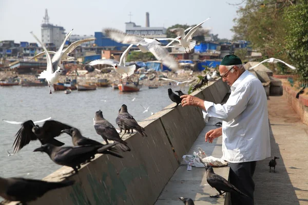 Ein Älterer Mann Füttert Tauben Wasser Mumbai Bombay Indien — Stockfoto