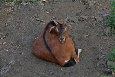 Güney Hindistan 'da kahverengi boynuzlu bir keçi yerde yatıyor.