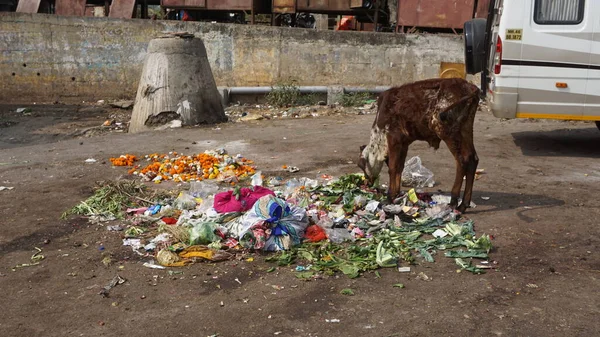 Calf looking for food on a garbage heap, South India
