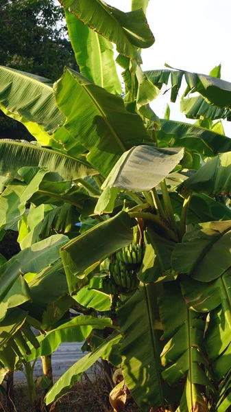 Bananeira Close Com Frutas Sul Índia — Fotografia de Stock