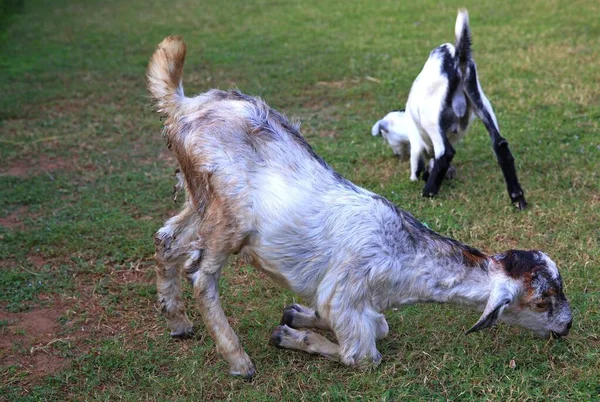 Playful Goats Green Grass South India — Stock Photo, Image