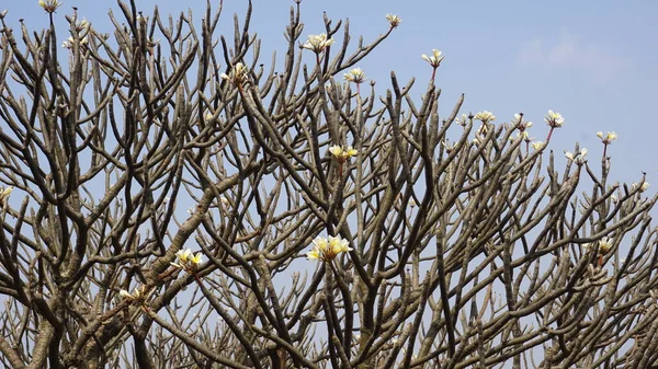 Champa Hindistan Egzotik Bir Ağacı Ilahi Bir Koku Üreten Bir — Stok fotoğraf