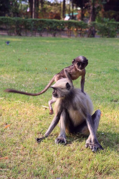 Monkeys Gulman Atau Langur Atau Hanuman Atau Khulman Latin Semnopithecus — Stok Foto
