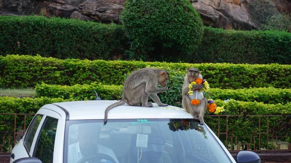 Monos Que Viven Lado Gente India Meridional — Foto de Stock