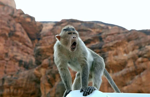 Monkeys Live Next People South India — Stock Photo, Image