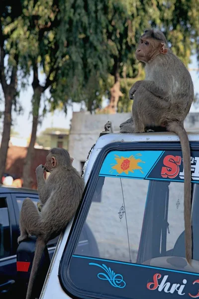 Monos Que Viven Lado Gente India Meridional —  Fotos de Stock