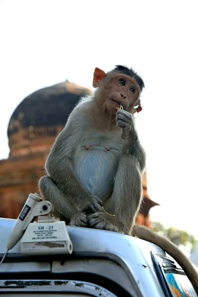 Opice Které Žijí Vedle Lidí Jižní Indie — Stock fotografie