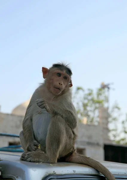 Monos Que Viven Lado Gente India Meridional —  Fotos de Stock