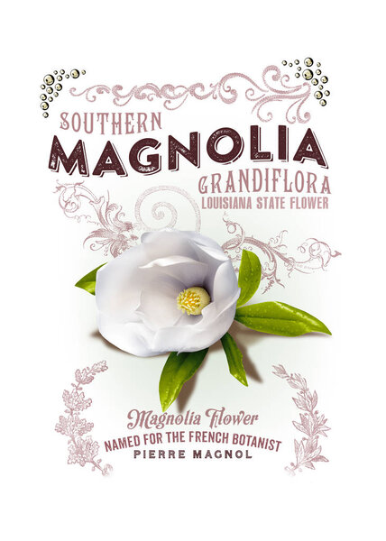 New Orleans Louisiana Culture Collection