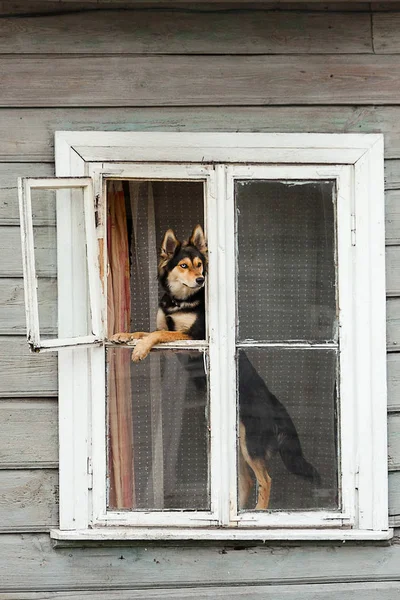 Husky dog sitting at opened house window and looking for print — Stock Photo, Image