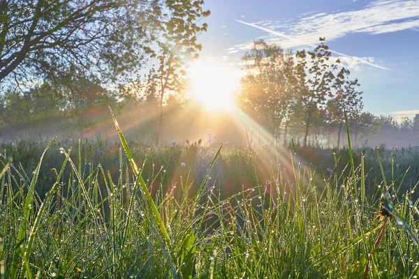 Güneş ışınları ve çimen çiy şafak ağaçları ile taze sabah