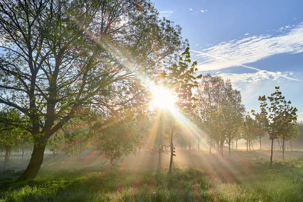 Güneş ışınları ağaç ve sabah ile mavi gökyüzü