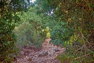 Çalıların arasında dağ yolu
