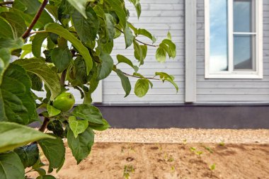 Olgunlaşmamış yeşil elma ağacı dalı üzerinde büyüyen