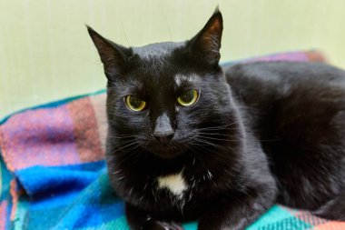 the cat is lying on a plaid