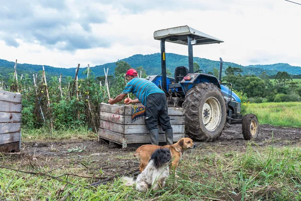 AGRICULTOR  NO POMAR DE FRUTA — Fotografia de Stock