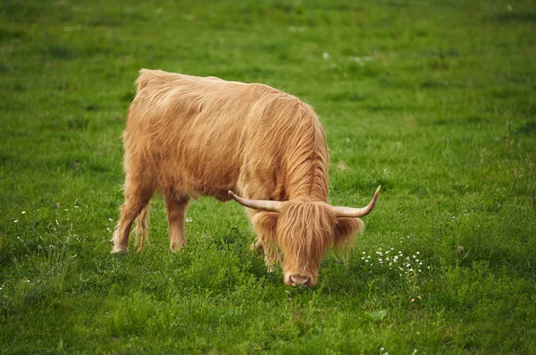 Mucche che mangiano erba — Foto Stock