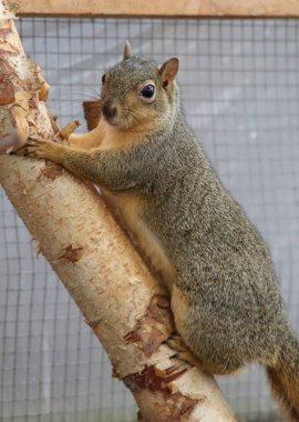 küçük sevimli sincap