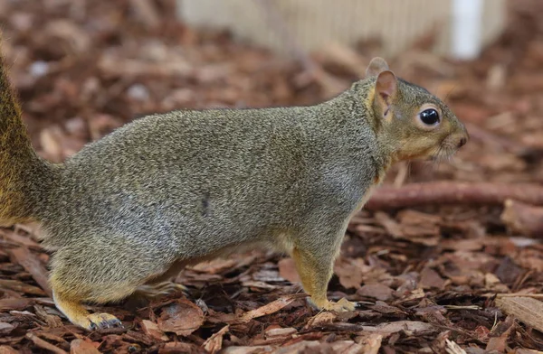 Pequeña ardilla linda — Foto de Stock