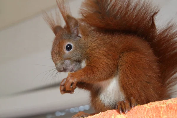 Kleines süßes Eichhörnchen — Stockfoto